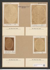 Orthoneis punctatissima (Grev.) Lagerst. (de-Toni-Nr.: Genus 41, Species 1910) Zeichnungen Sammlung Grunow Nr. 3793 (NHMW-BOT-W0371467)